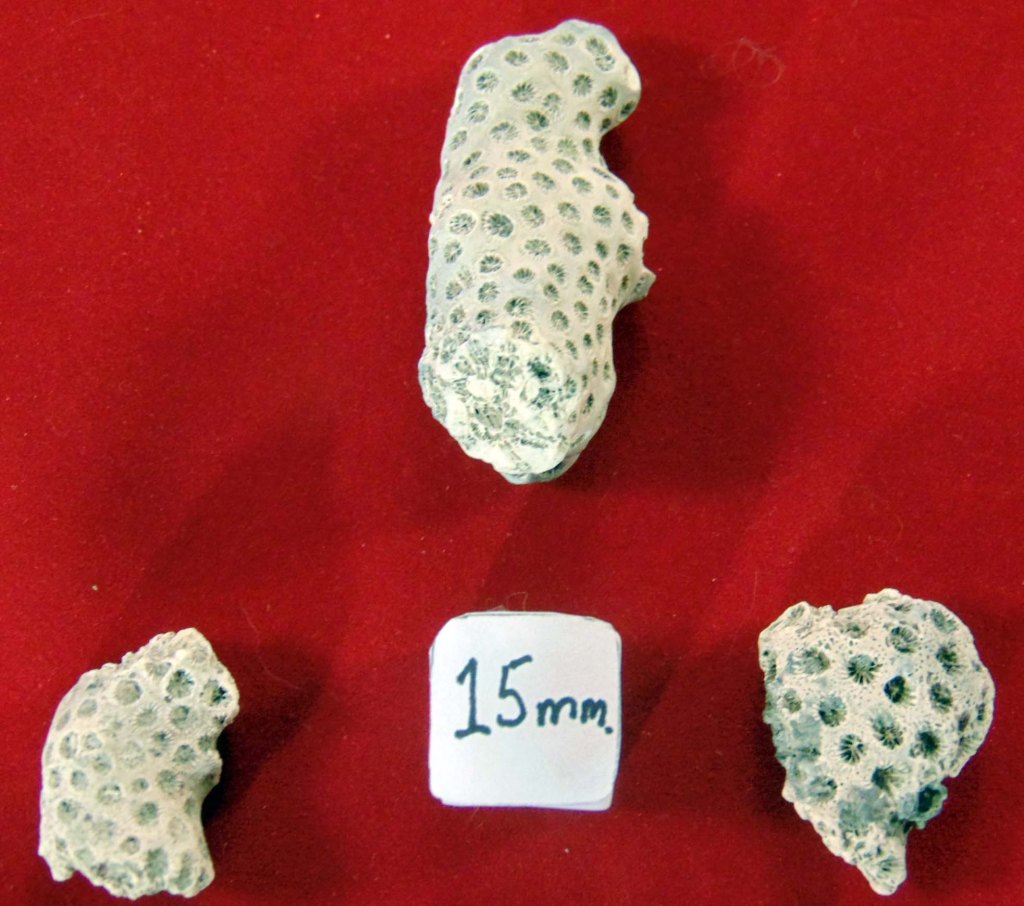 Three bleached white pieces of Septastrea crassa, a stony coral species shot from above.