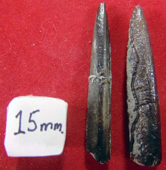 Cephalopoda – The Fossil Ark